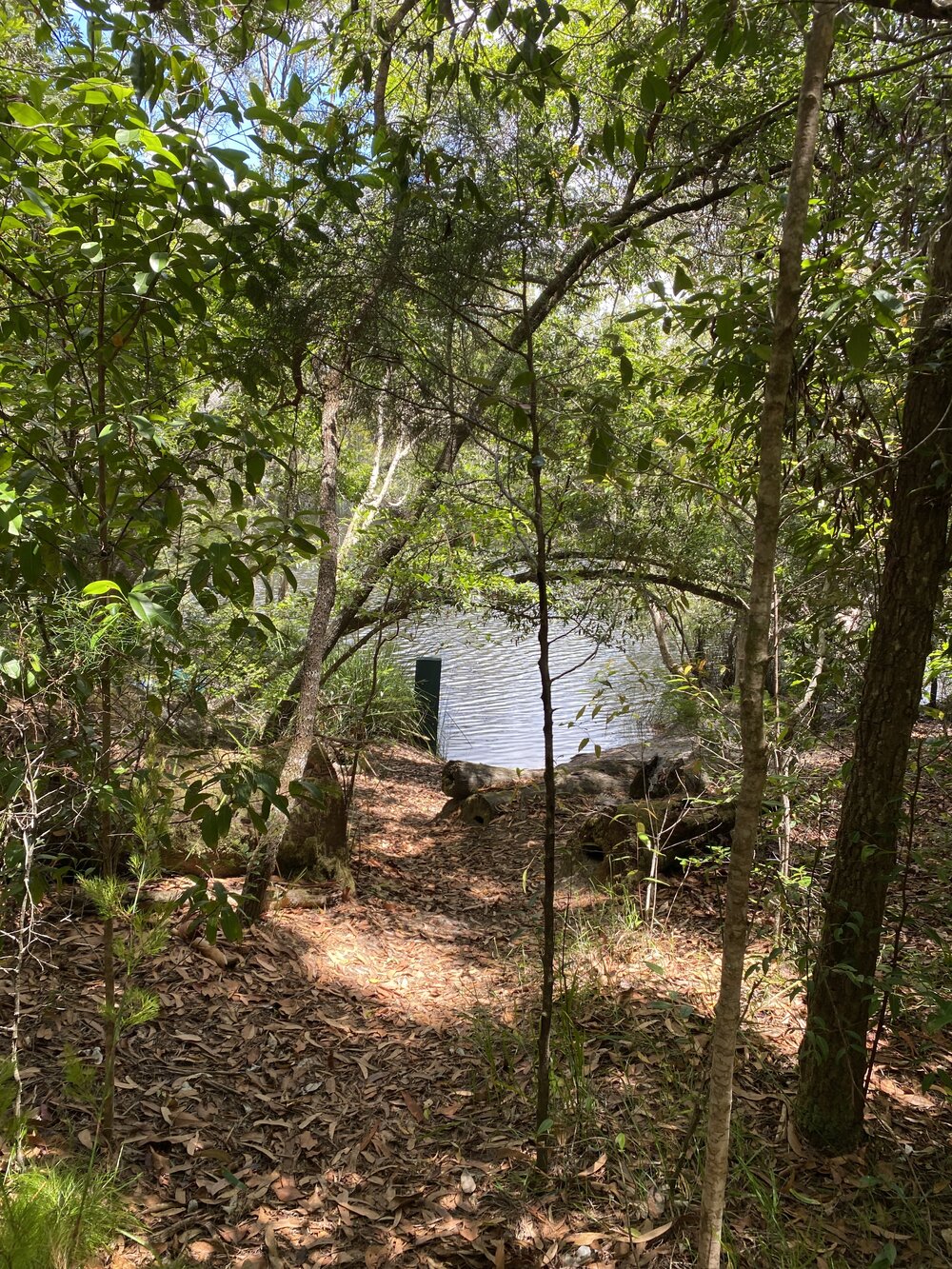 Landing  point, Noosa River Everglades, Noosa River, Cooloola, 11 February 2028