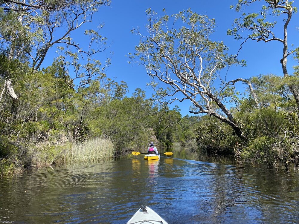 Kayaking, Noosa River Everglades, Noosa River, Cooloola, 11 February 2026