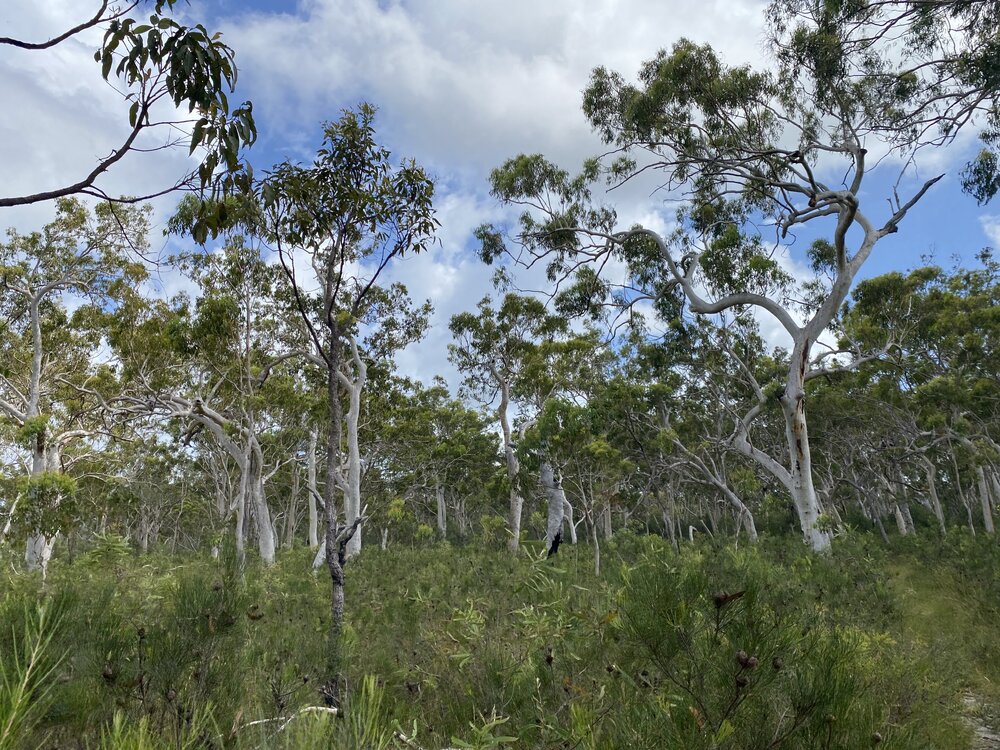 Bushland, Cooloola Wilderness Trail, Great Sandy National Park, Cooloola, 13 February 2025