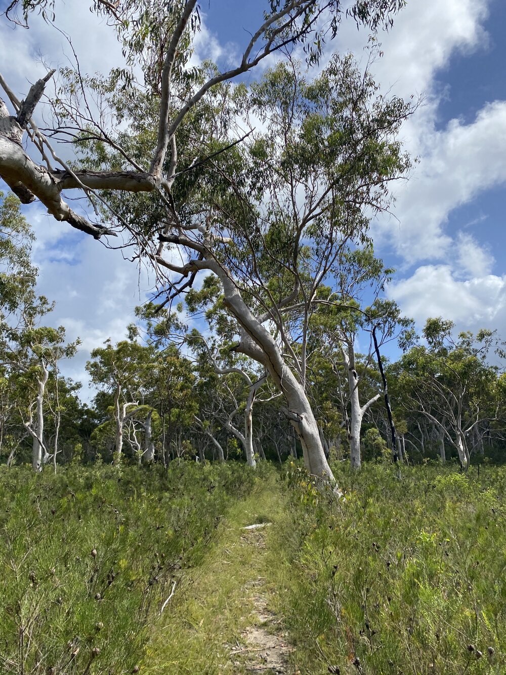 Bushland, Cooloola Wilderness Trail, Great Sandy National Park, Cooloola, 13 February 2025