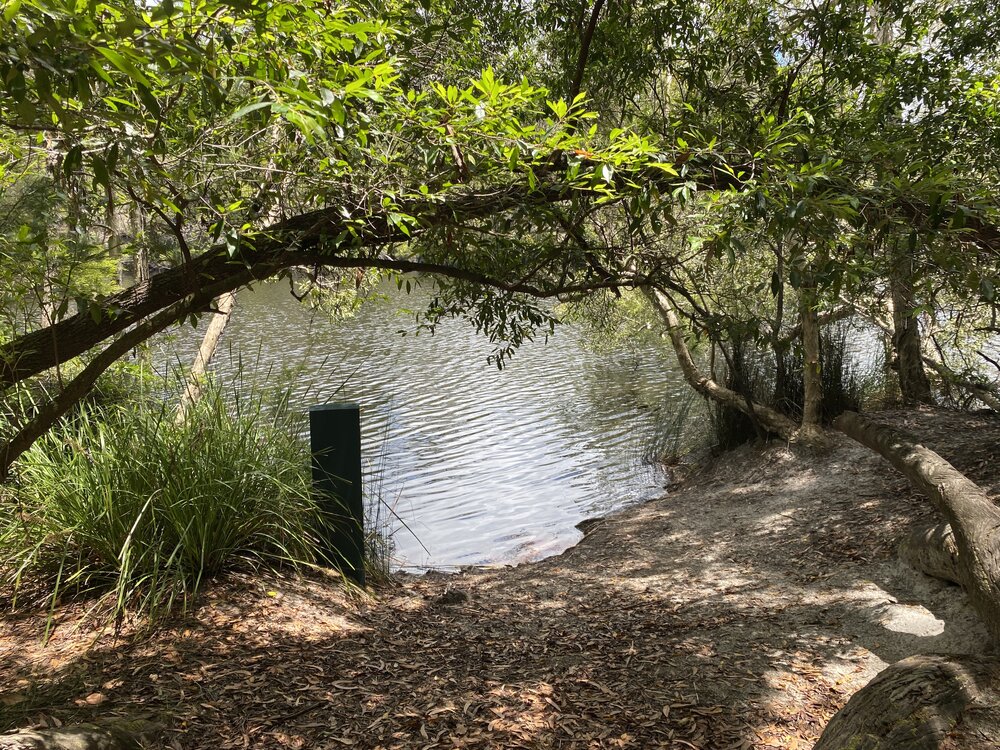 Landing  point, Noosa River Everglades, Noosa River, Cooloola, 11 February 2028