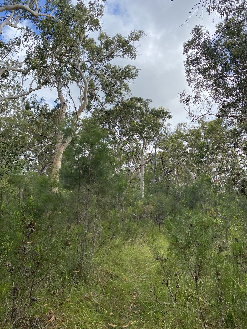 Bushland, Cooloola Wilderness Trail, Great Sandy National Park, Cooloola, 13 February 2025