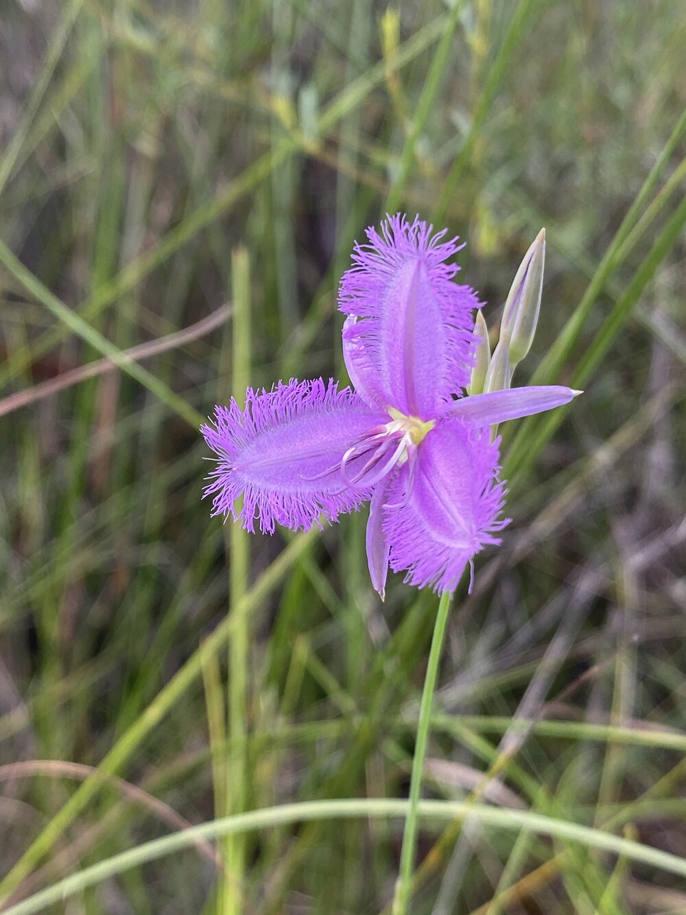 Lily, Cooloola Wilderness Trail, Great Sandy National Park, Cooloola, 13 February 2025