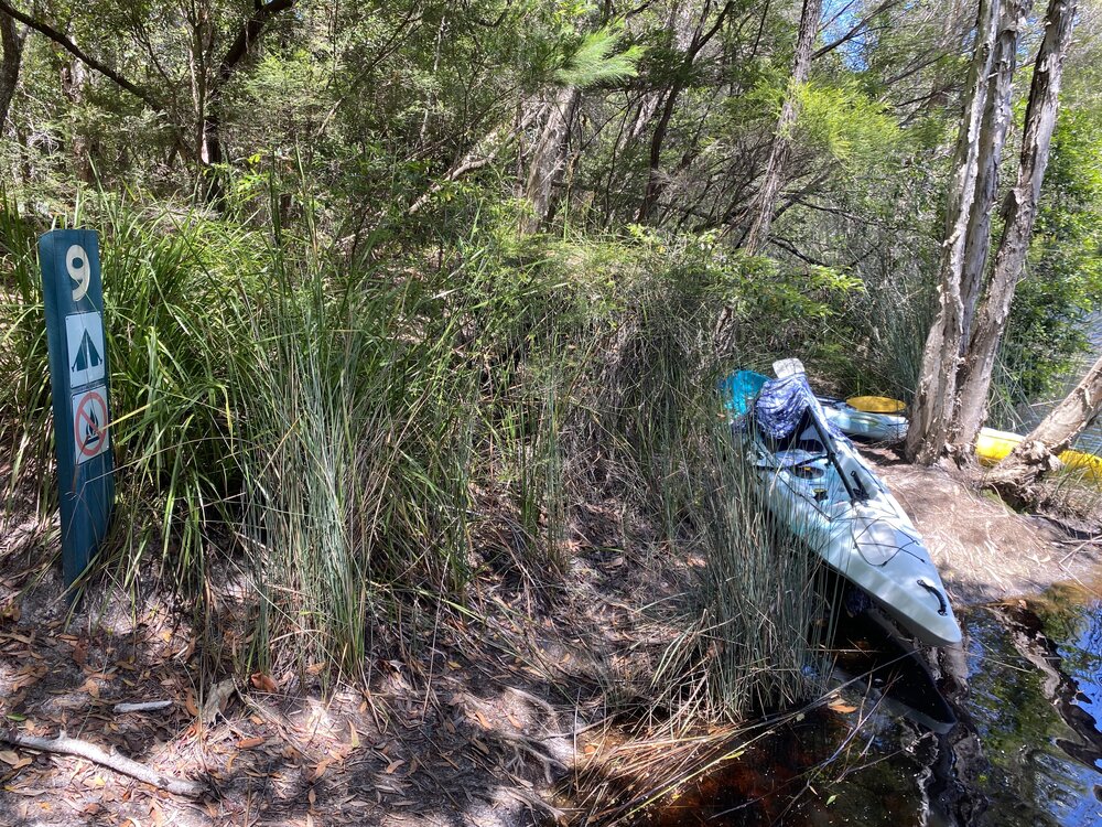 Landing  point, Noosa River Everglades, Noosa River, Cooloola, 11 February 2031
