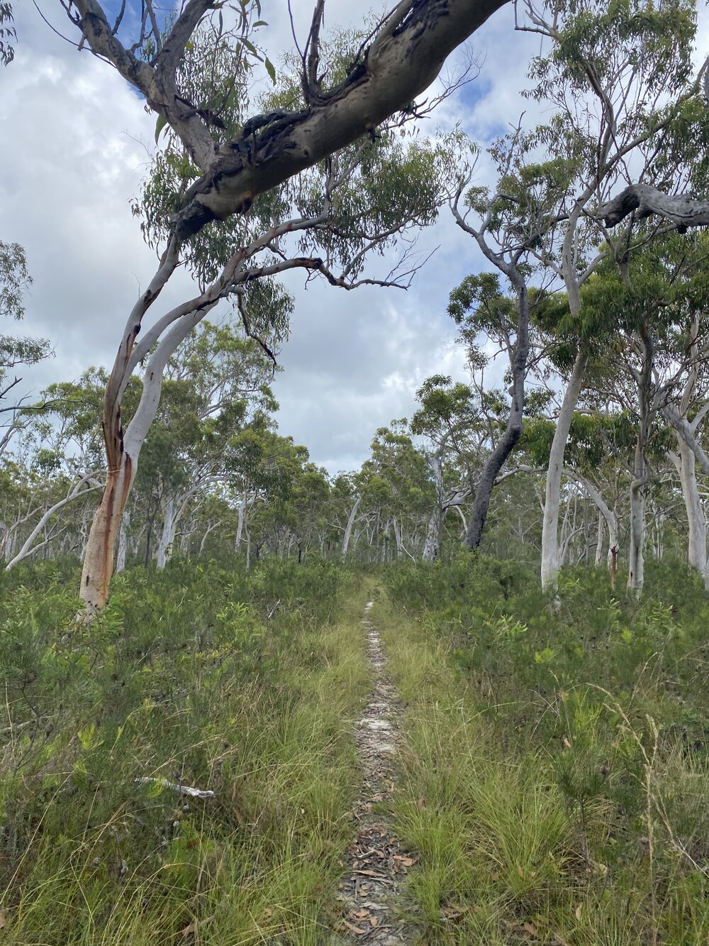 Bushland, Cooloola Wilderness Trail, Great Sandy National Park, Cooloola, 13 February 2025