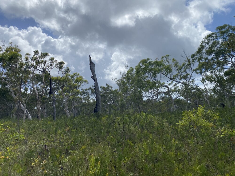 Bushland, Cooloola Wilderness Trail, Great Sandy National Park, Cooloola, 13 February 2025