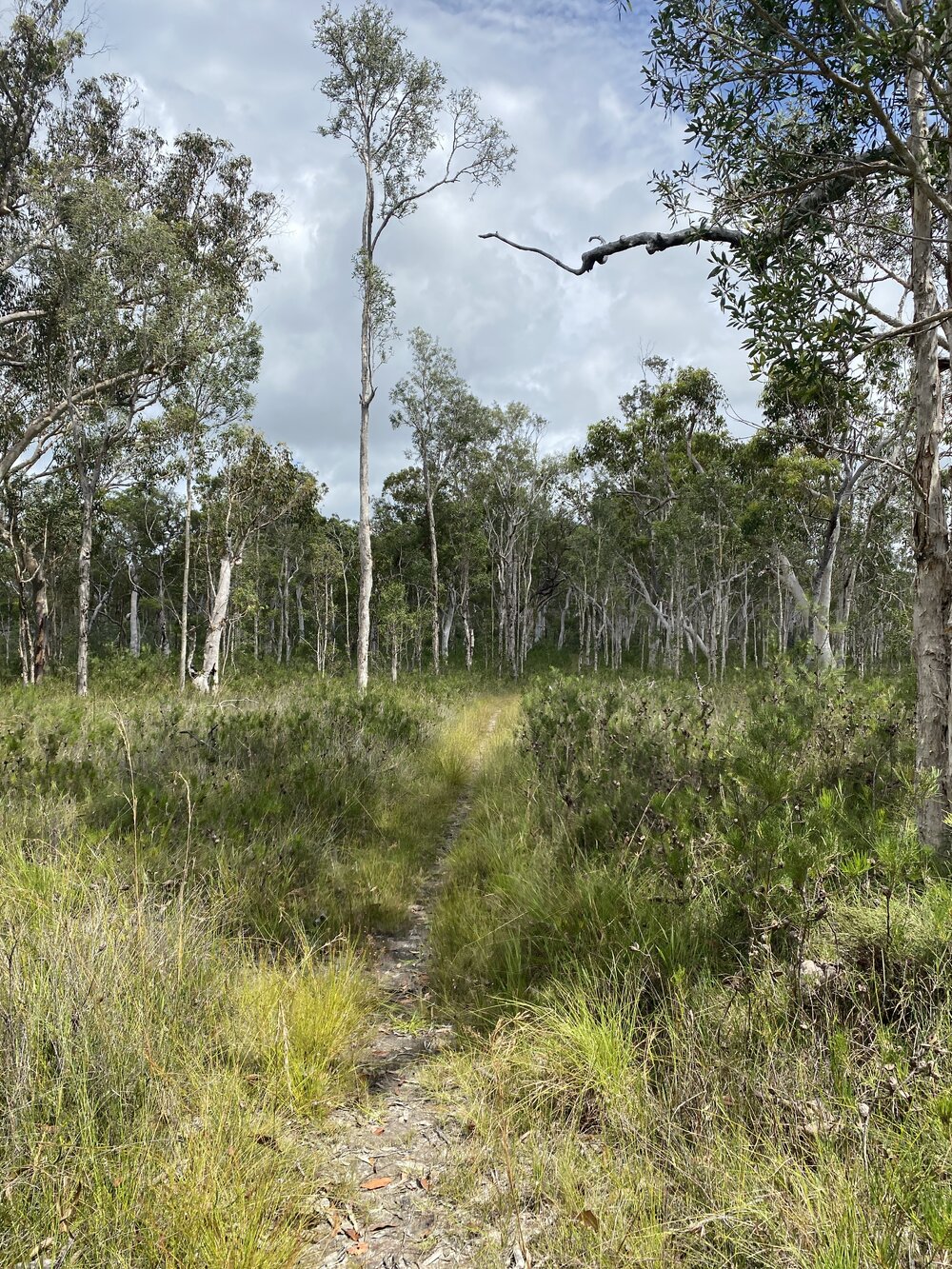 Bushland, Cooloola Wilderness Trail, Great Sandy National Park, Cooloola, 13 February 2025