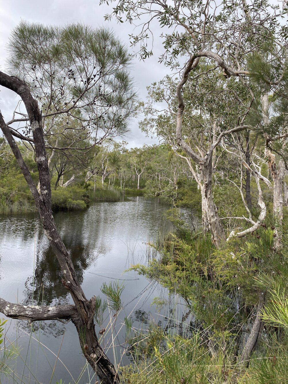 Scenic views, Wandi Waterhole, Cooloola Wilderness Trail, Great Sandy National Park, Cooloola, 13 February 2025