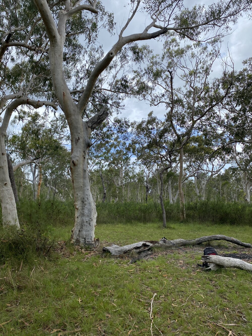 Wandi Waterhole campsite, Cooloola Wilderness Trail, Great Sandy National Park, Cooloola, 13 February 2025