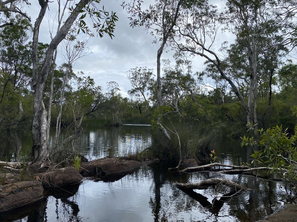 Scenic views, Wandi Waterhole, Cooloola Wilderness Trail, Great Sandy National Park, Cooloola, 13 February 2025
