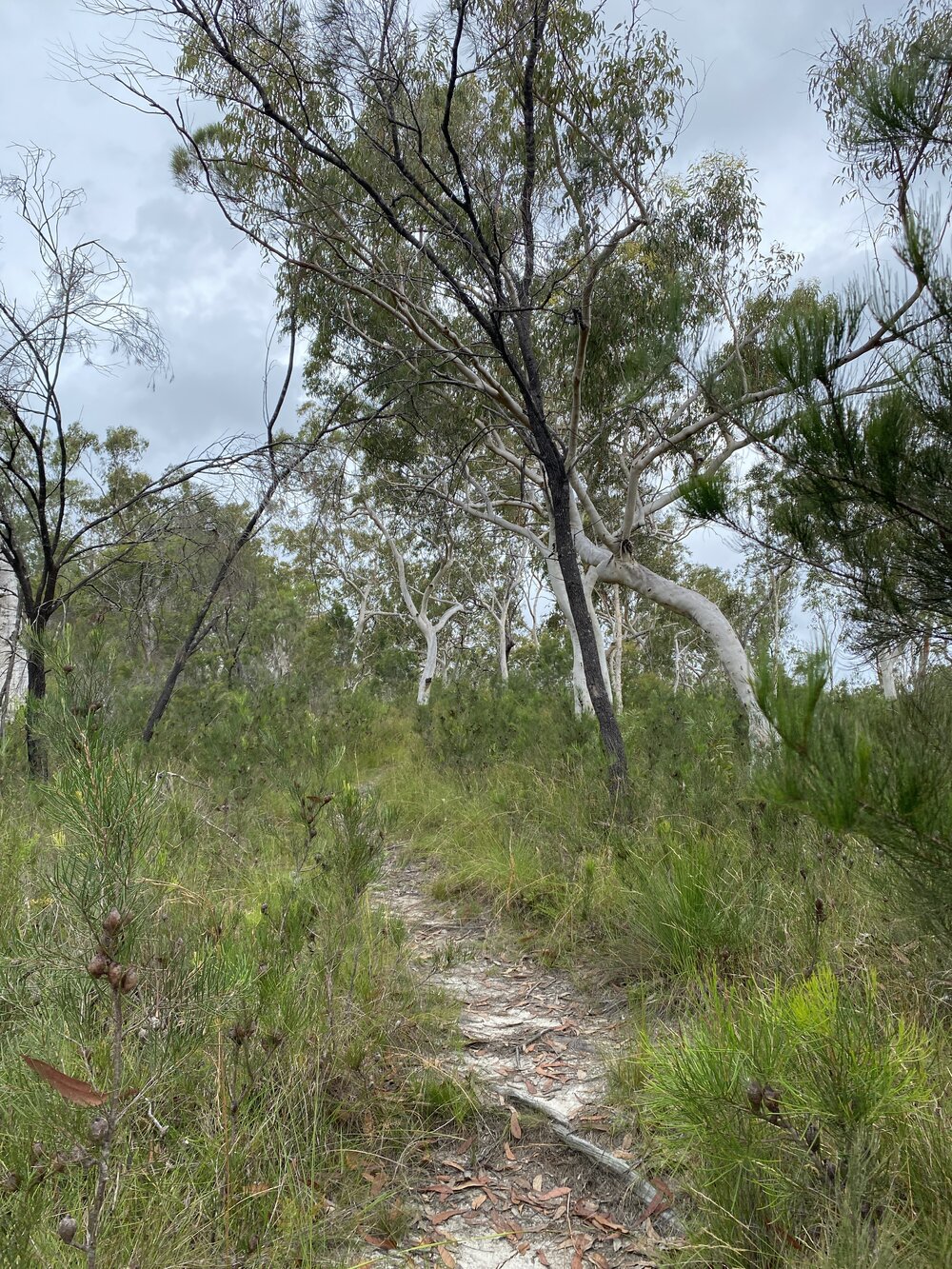 Walking trail, Wandi Waterhole to campsite, Cooloola Wilderness Trail, Great Sandy National Park, Cooloola, 13 February 2025