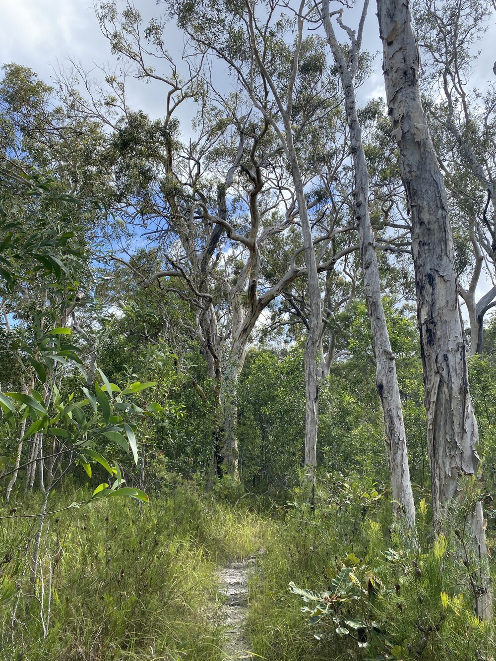 Bushland, Cooloola Wilderness Trail, Great Sandy National Park, Cooloola, 13 February 2025