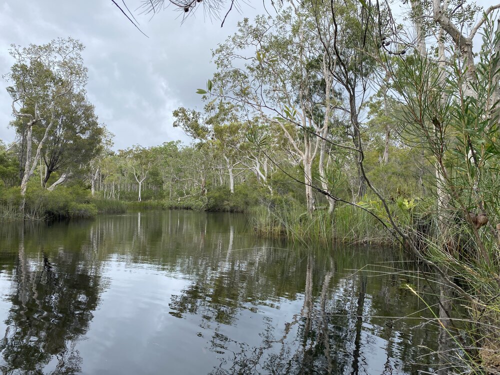 Scenic views, Wandi Waterhole, Cooloola Wilderness Trail, Great Sandy National Park, Cooloola, 13 February 2025