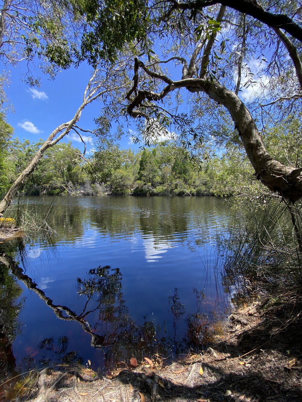 Scenic views, Noosa River Everglades, Noosa River, Cooloola, 11 February 2025