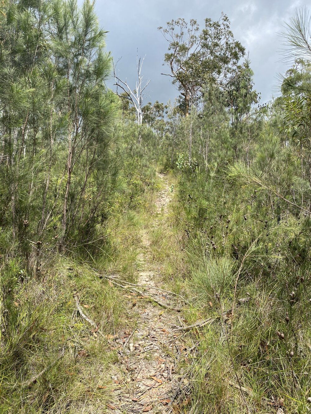 Bushland, Cooloola Wilderness Trail, Great Sandy National Park, Cooloola, 13 February 2025