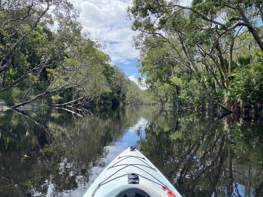 Kayaking, Noosa River Everglades, Noosa River, Cooloola, 14 February 2025