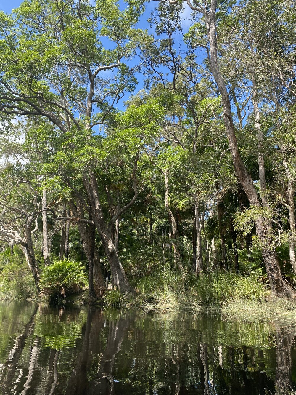 Reflections, Noosa River Everglades, Noosa River, Cooloola, 14 February 2025