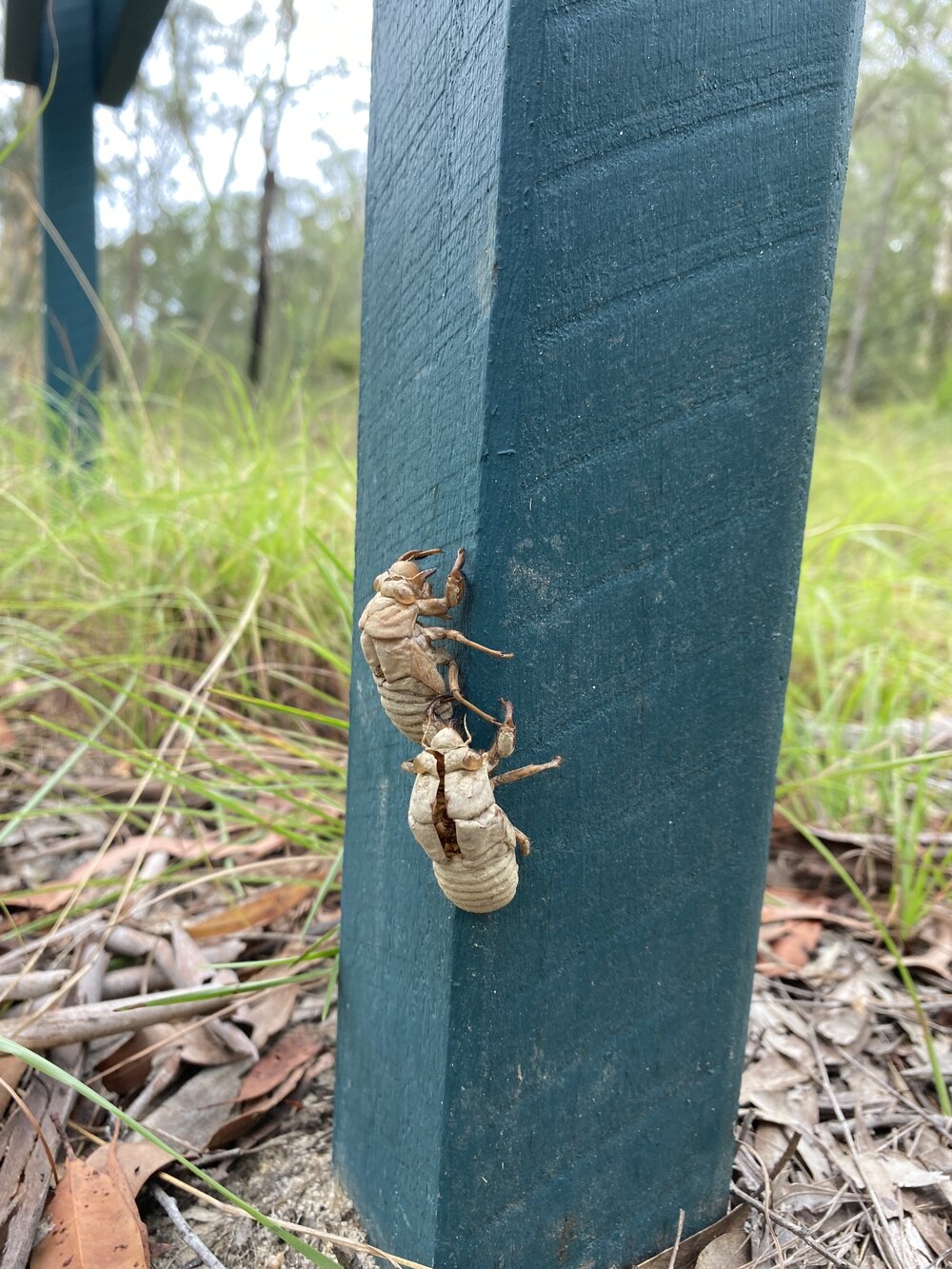 Cicada nymph shells, Wandi Waterhole, Cooloola Wilderness Trail, Great Sandy National Park, Cooloola, 13 February 2025