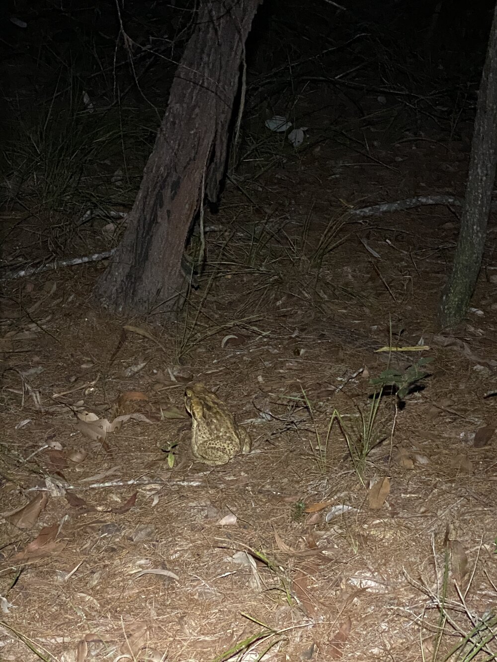 Cane toad, Harry's Hut, Como, 14 February 2025