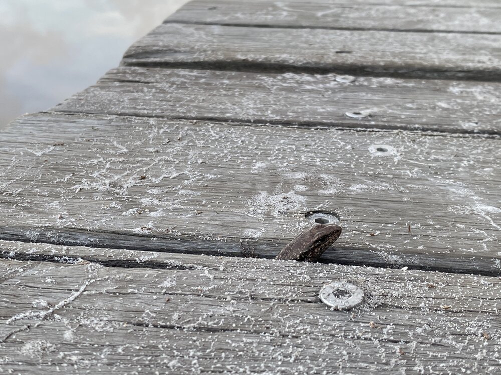 Cheeky lizard, Harry's Hut, Como, 14 February 2025