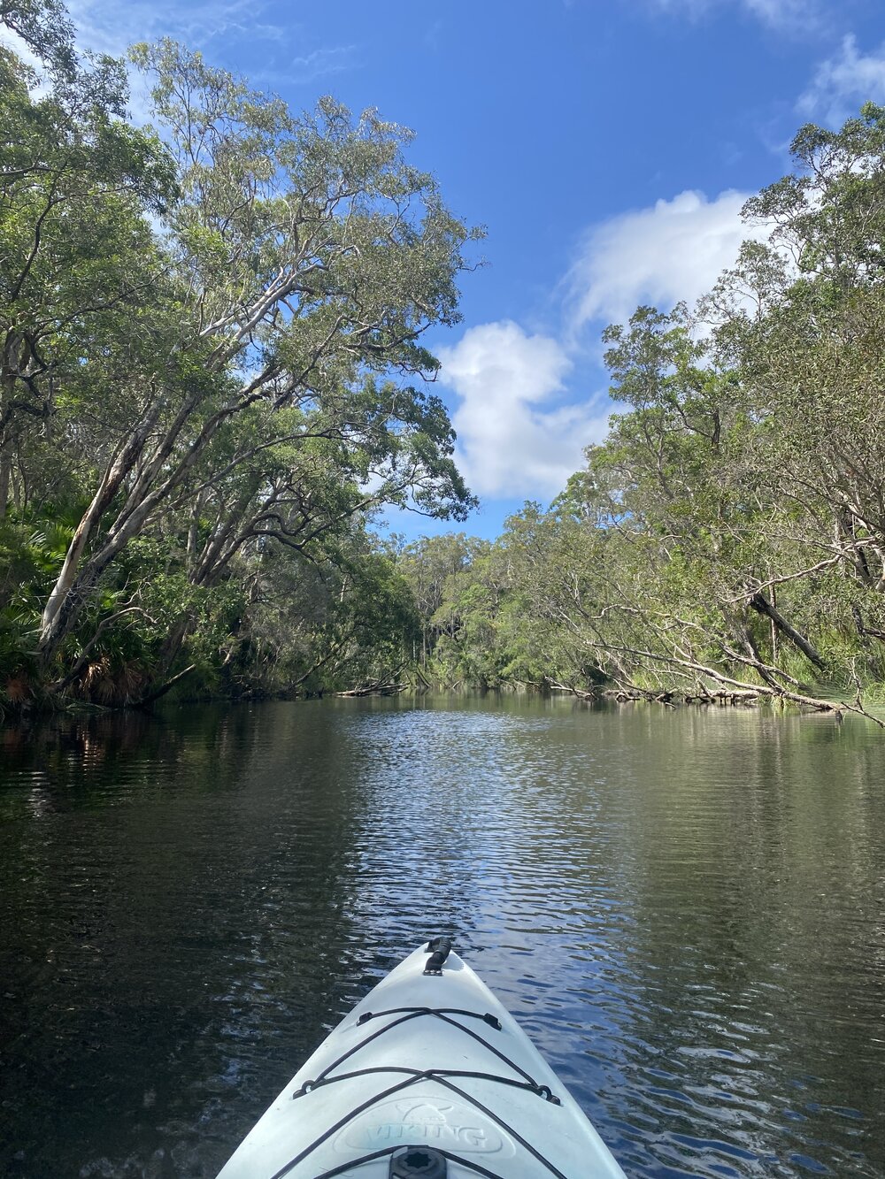 Kayaking, Noosa River Everglades, Noosa River, Cooloola, 14 February 2025