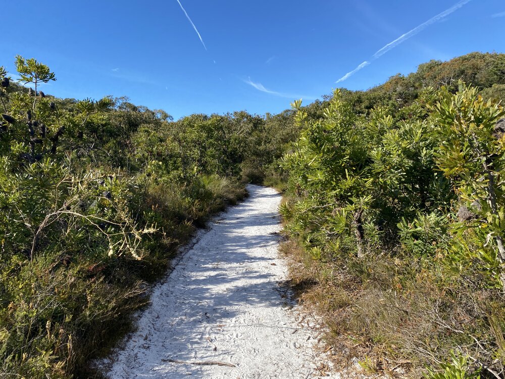 Brahminy walking trail, Cooloola Wilderness Trail, Great Sandy National Park, Cooloola, 14 June  2025