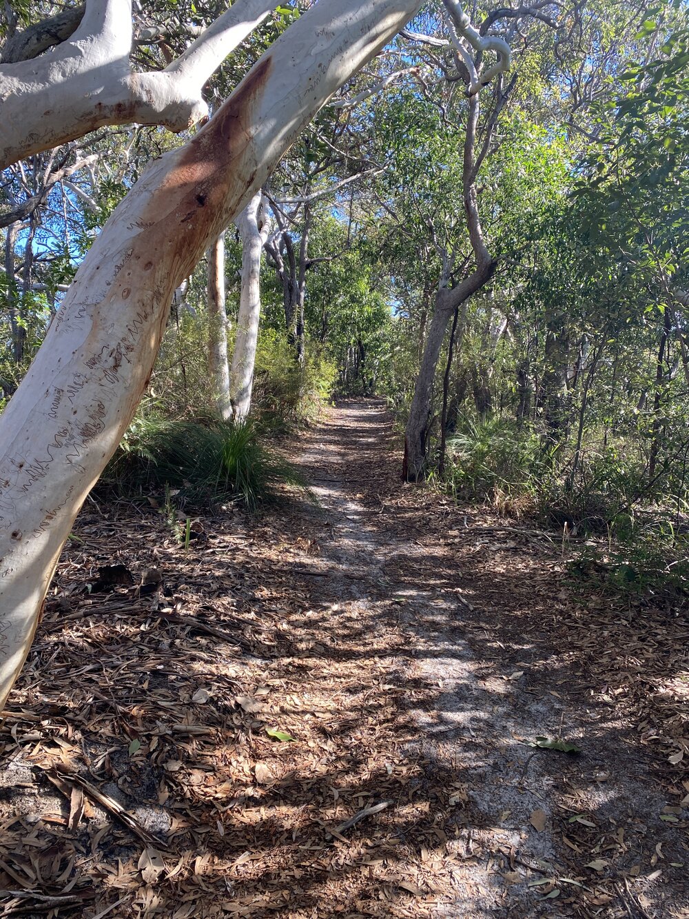 Scribbly gums, Brahminy walking trail, Cooloola Wilderness Trail, Great Sandy National Park, Cooloola, 14 June  2025