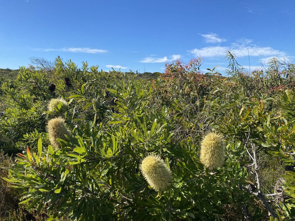 Banksia, Brahminy walking trail, Cooloola Wilderness Trail, Great Sandy National Park, Cooloola, 14 June  2025