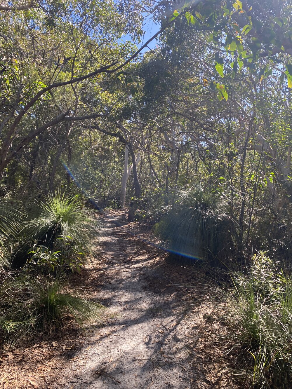 Brahminy walking trail, Cooloola Wilderness Trail, Great Sandy National Park, Cooloola, 14 June  2025