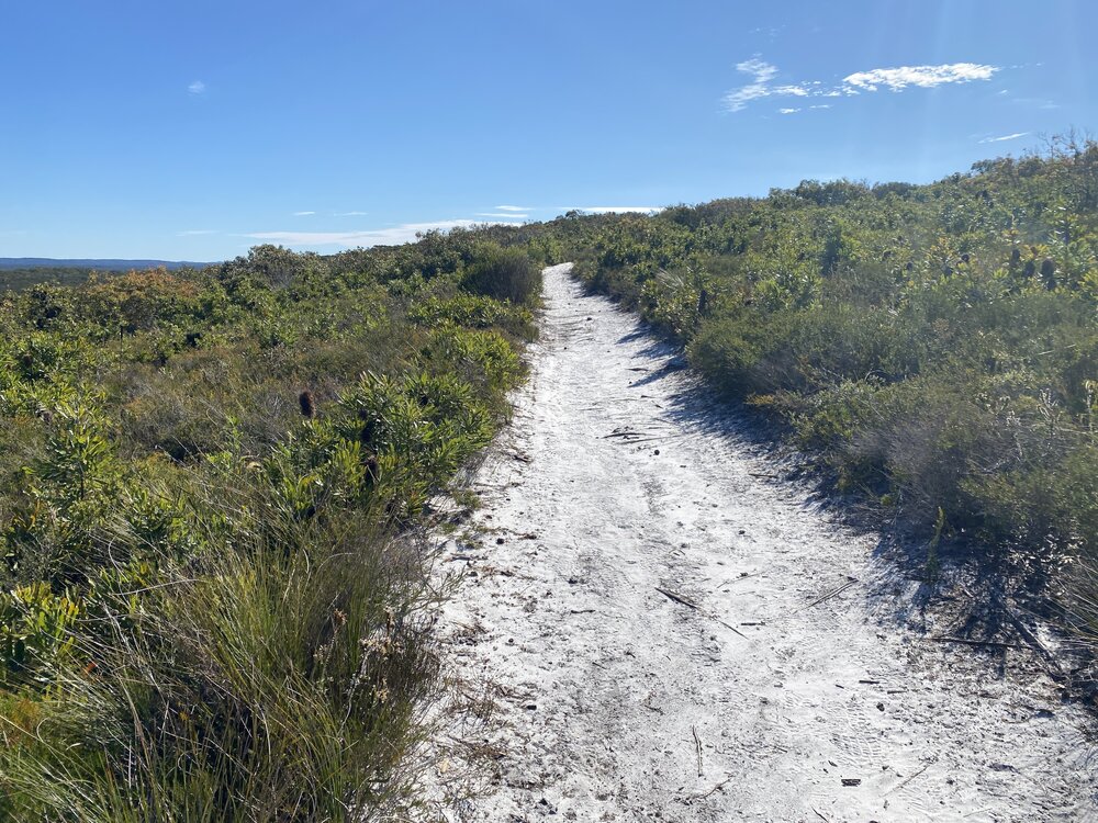 Trail, Brahminy walking trail, Cooloola Wilderness Trail, Great Sandy National Park, Cooloola, 14 June  2025