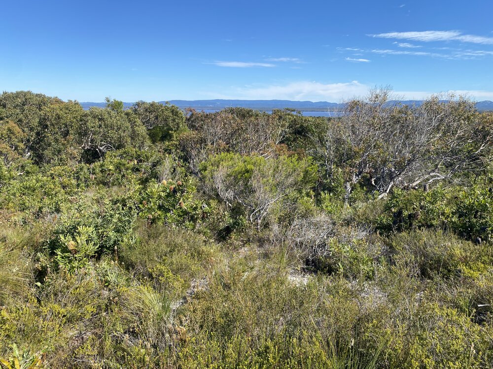 Scrub, Brahminy walking trail, Cooloola Wilderness Trail, Great Sandy National Park, Cooloola, 14 June  2025