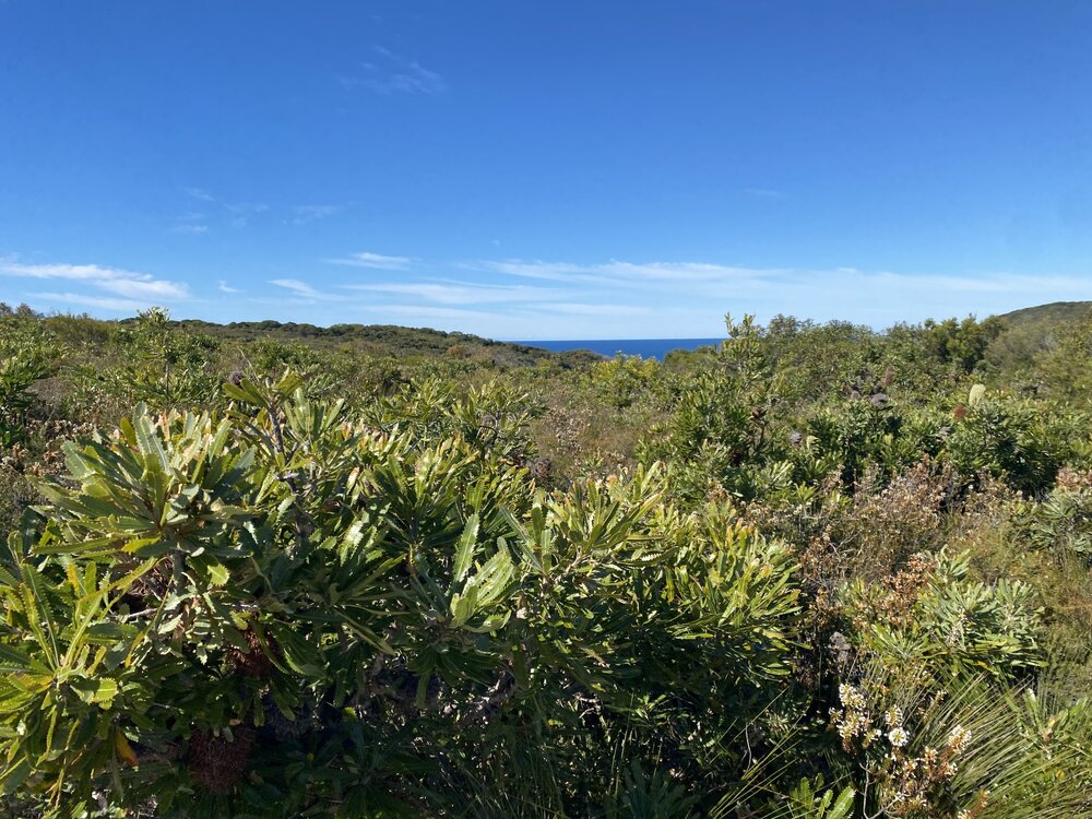 Scrub, Brahminy walking trail, Cooloola Wilderness Trail, Great Sandy National Park, Cooloola, 14 June  2025