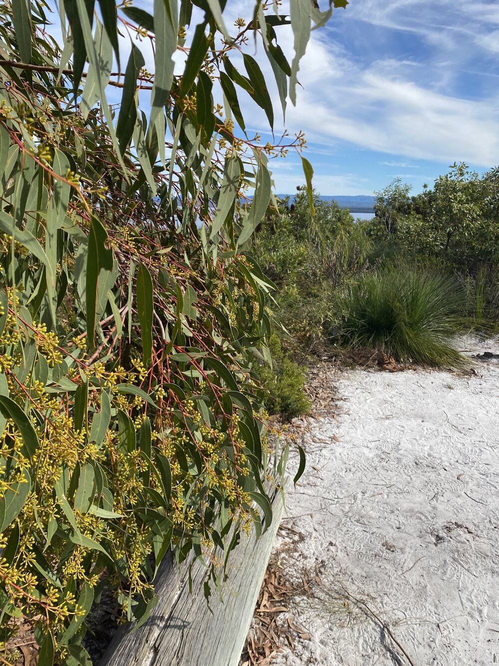 Scribbly gum, Brahminy walking trail, Cooloola Wilderness Trail, Great Sandy National Park, Cooloola, 14 June  2025