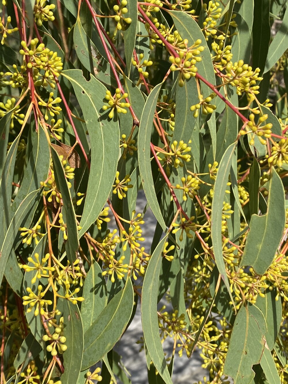 Scribbly gum stems and buds, Brahminy walking trail, Cooloola Wilderness Trail, Great Sandy National Park, Cooloola, 14 June  2025