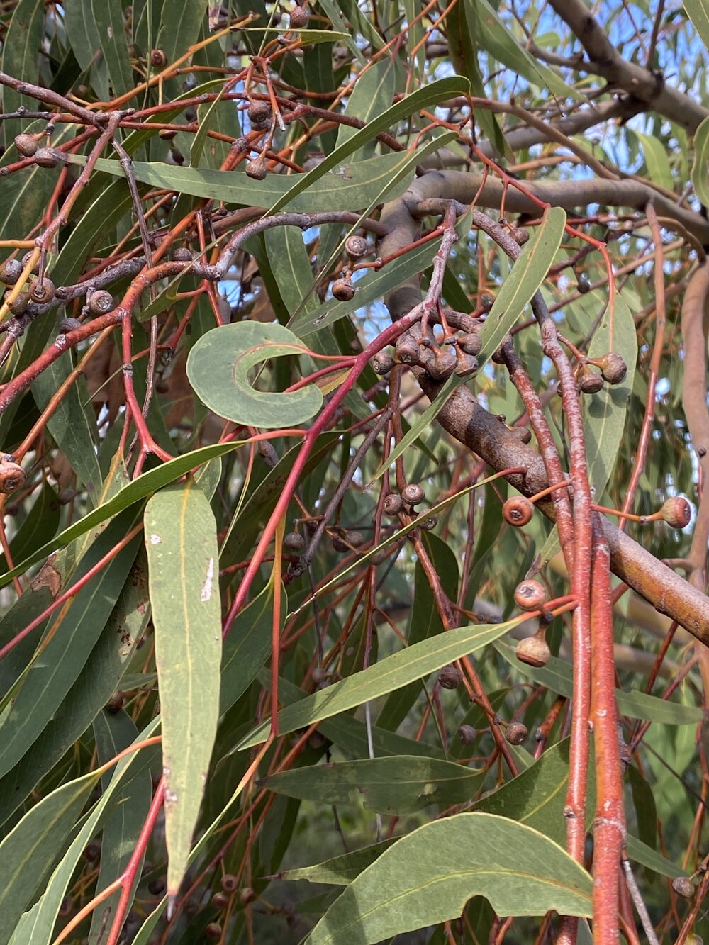 Scribbly gum fruit/nuts, Brahminy walking trail, Cooloola Wilderness Trail, Great Sandy National Park, Cooloola, 14 June  2025