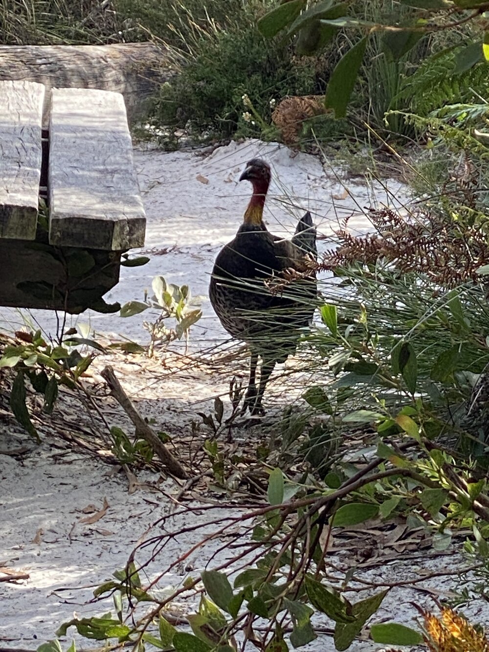 Brush turkey, campsite, Brahminy walking trail, Cooloola Wilderness Trail, Great Sandy National Park, Cooloola, 14 June  2025