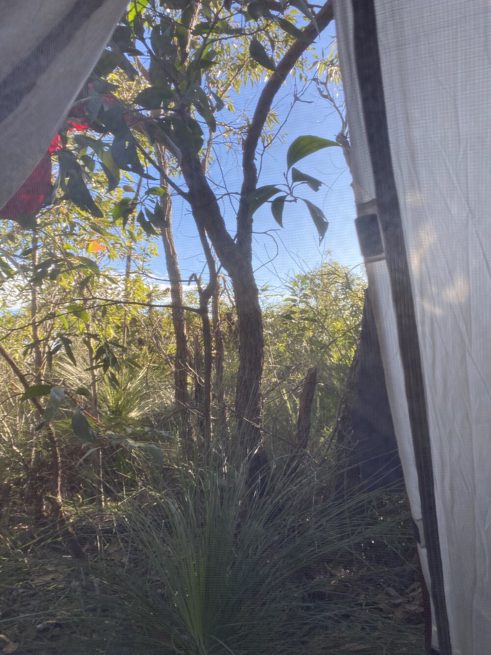 Views outside tent, Brahminy walking trail, Cooloola Wilderness Trail, Great Sandy National Park, Cooloola, 14 June  2025