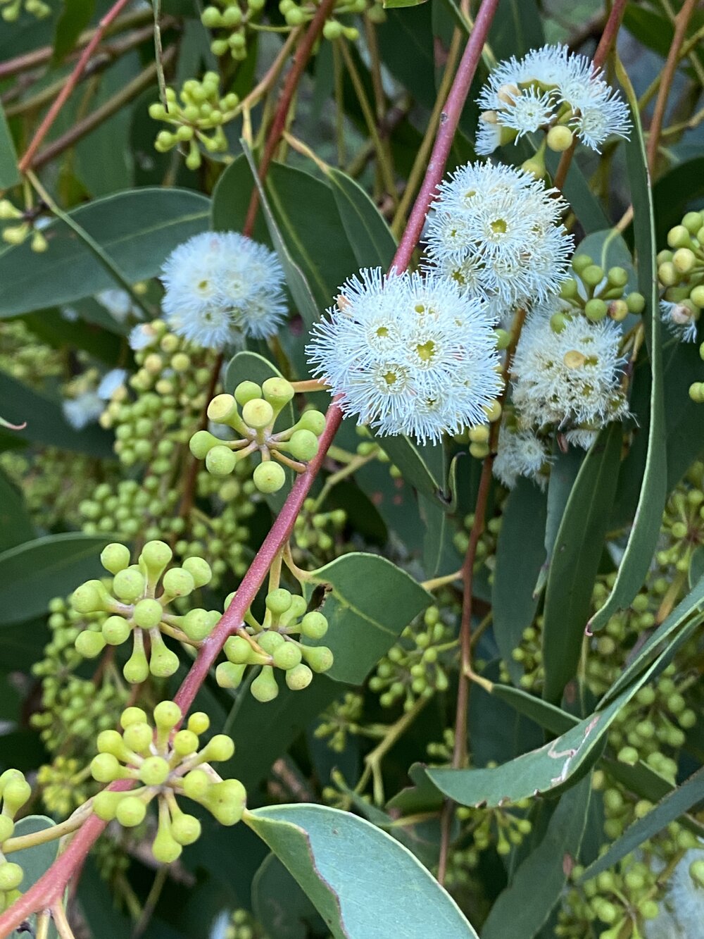 Scribbly gum flowers, Brahminy walking trail, Cooloola Wilderness Trail, Great Sandy National Park, Cooloola, 14 June  2025