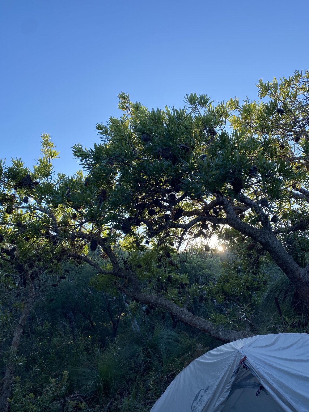 Wallum Banksia and sunrise, Brahminy walking trail, Cooloola Wilderness Trail, Great Sandy National Park, Cooloola, 15 June  2025