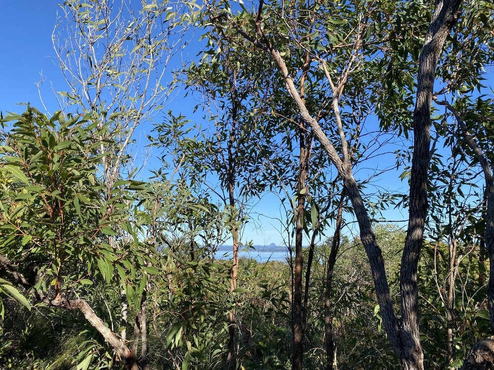 Scenic view, Brahminy walking trail, Cooloola Wilderness Trail, Great Sandy National Park, Cooloola, 15 June  2025