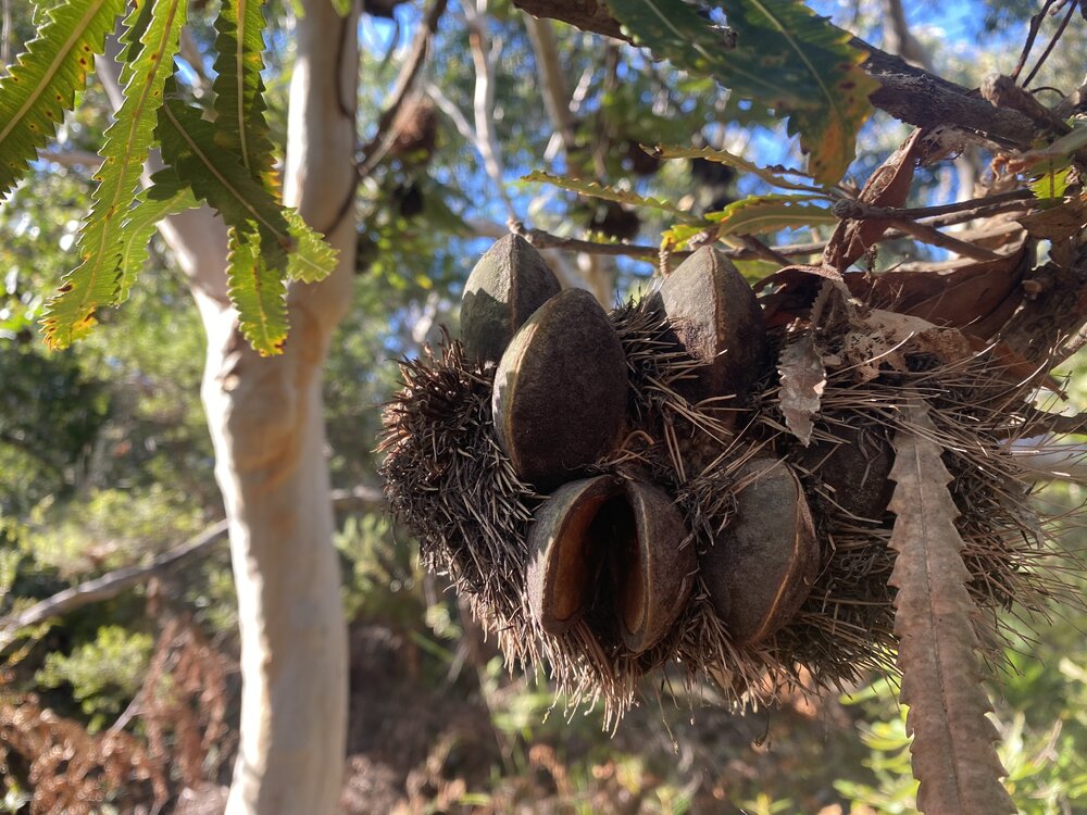 Big Bad Banksia Men', Wallum Banksia, Brahminy walking trail, Cooloola Wilderness Trail, Great Sandy National Park, Cooloola, 15 June  2025