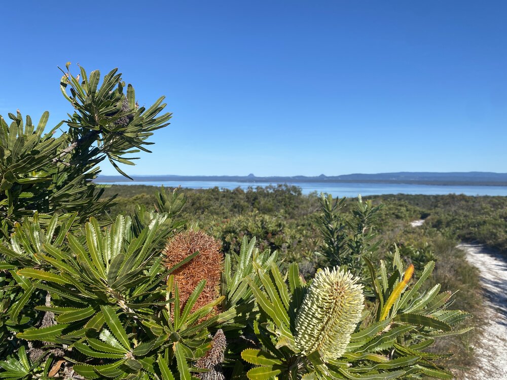 Banksia and scenic views, Brahminy walking trail, Cooloola Wilderness Trail, Great Sandy National Park, Cooloola, 14 June  2025