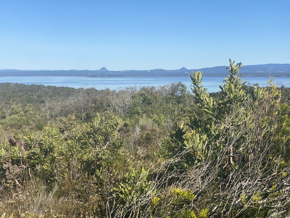 Wallum Banksia and views across Lake Cootharaba, Brahminy walking trail, Cooloola Wilderness Trail, Great Sandy National Park, Cooloola, 15 June  2025