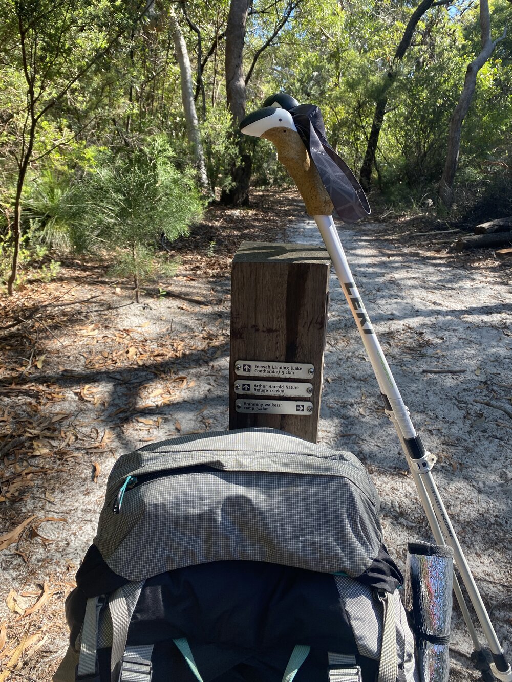 Midway, Brahminy walking trail, Cooloola Wilderness Trail, Great Sandy National Park, Cooloola, 15 June  2025