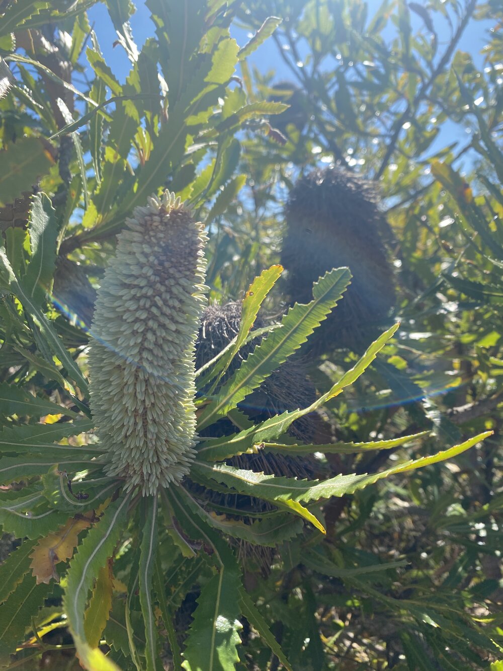 Banksia, Brahminy walking trail, Cooloola Wilderness Trail, Great Sandy National Park, Cooloola, 15 June  2025