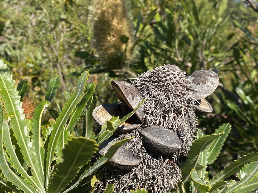Big Bad Banksia Men', Wallum Banksia, Brahminy walking trail, Cooloola Wilderness Trail, Great Sandy National Park, Cooloola, 15 June  2025