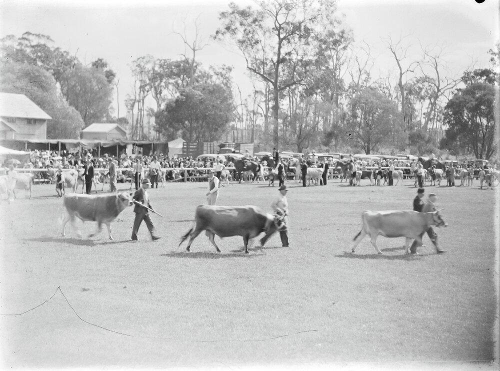 Cattle parade, Cooroy Show, Cooroy Showgrounds, Mary River Road, Cooroy, 1947