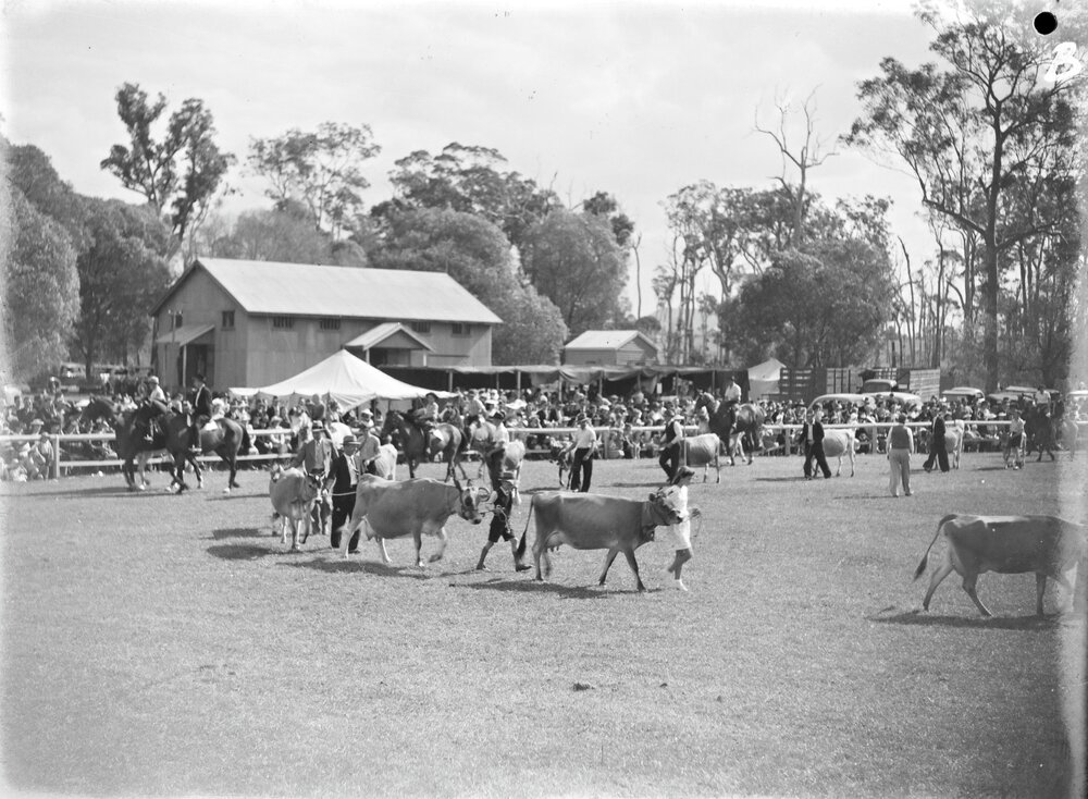 Cattle parade, Cooroy Show, Cooroy Showgrounds, Mary River Road, Cooroy, 1947