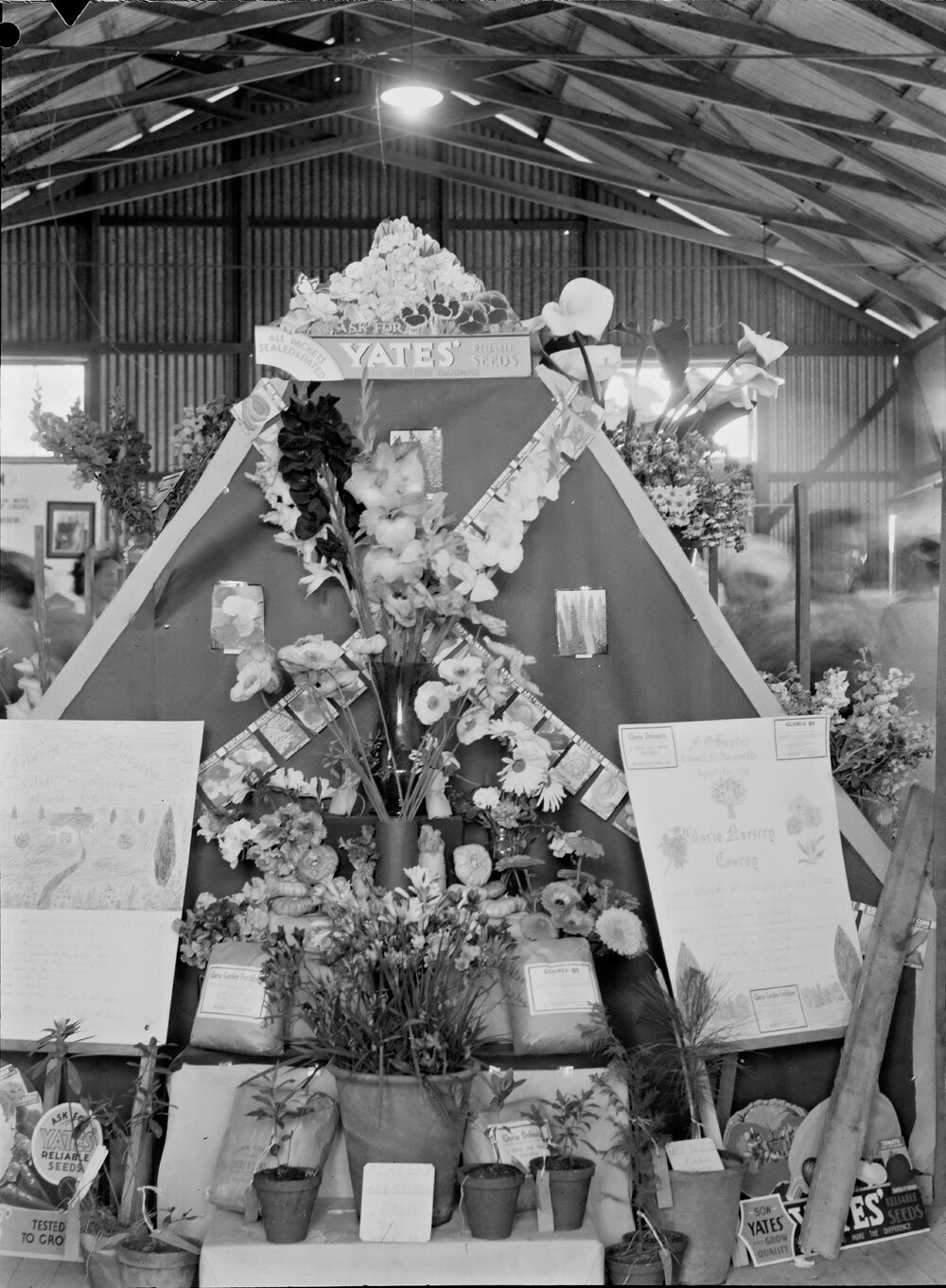 Display, Gloria Nursery, Cooroy Show, Show Society Grounds, Mary River Road, Cooroy, 1949
