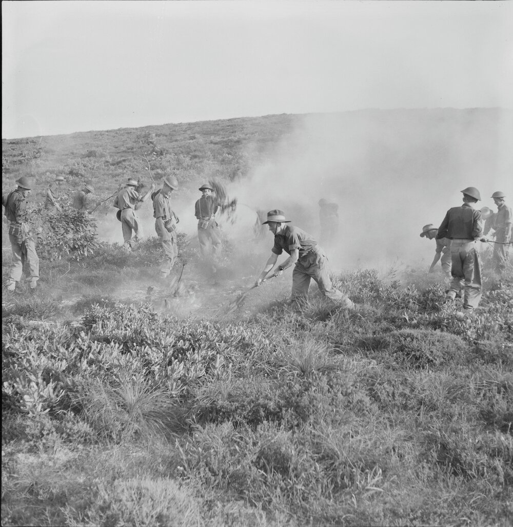 Extinguishing heathlands, Citizen Military Force training operations, Noosa Heads, 1951